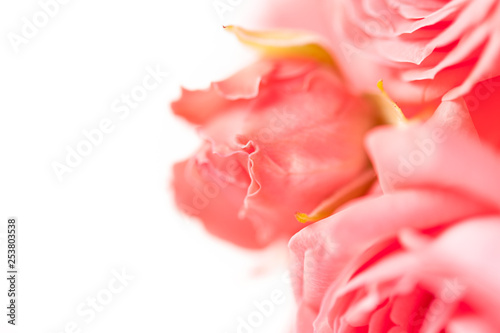 Closeup of pink roses soft blur bokeh texture in pastel colors for a background. Copy space.