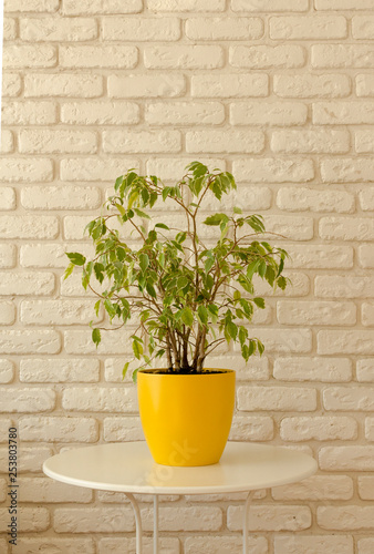 ficus in yellow pot on white brick wall background