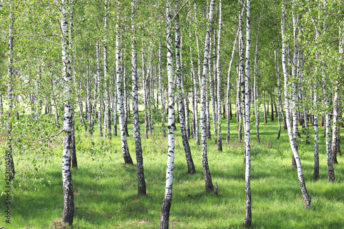 Beautiful birch trees with white birch bark in birch grove among other birch trees