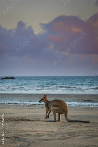 Kangaroo at the beach