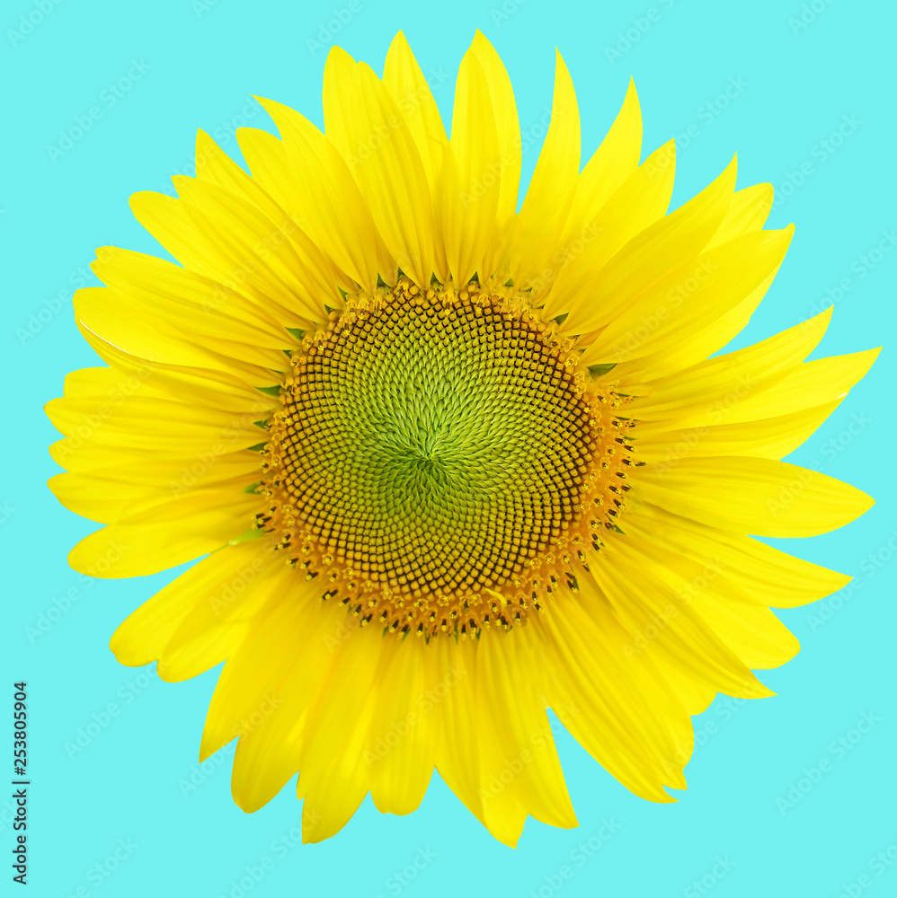 Fototapeta premium Słoneczniki kwitnące na jasnym niebie, na tle bule.