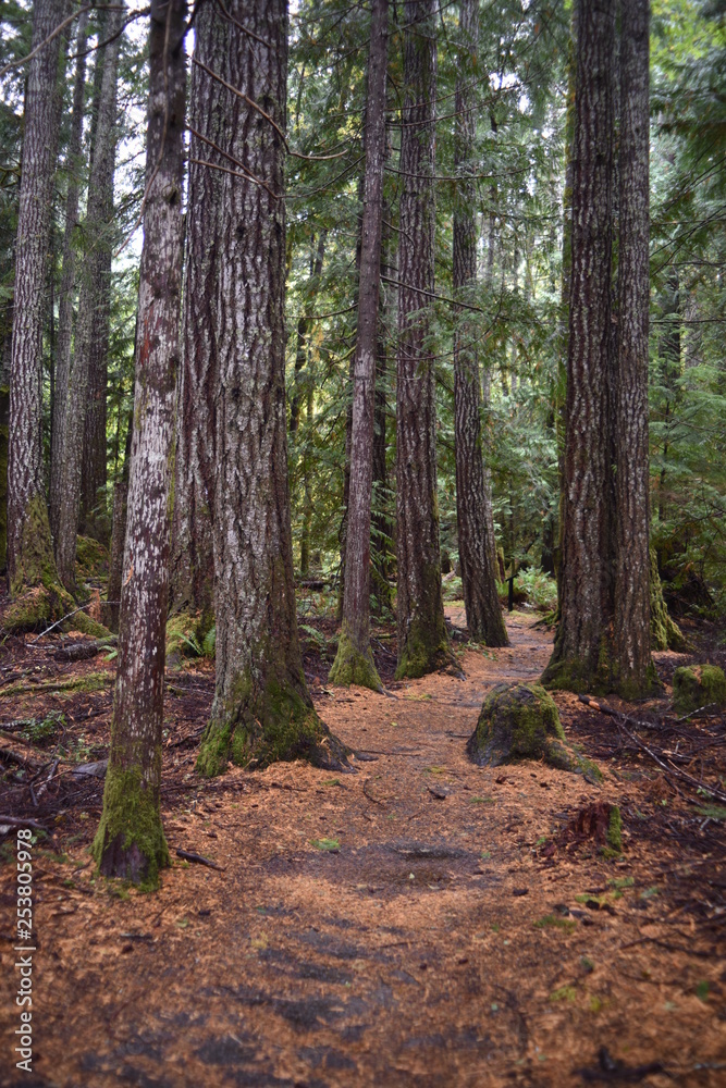 Washington, U.S.A. October 19, 2017. Olympic National Park Moments in Time Trail. Peaceful footpath through moss-covered pine trees, ferns, stumps, and rich autumn colors alongside Lake Crescent. Washington, U.S.A. October 19, 2017. Olympic National Park Moments in Time Trail. Peaceful footpath through moss-covered pine trees, ferns, stumps, and rich autumn colors alongside Lake Crescent.