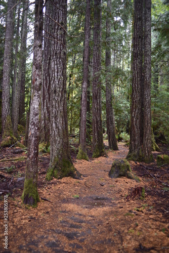 Washington, U.S.A. October 19, 2017. Olympic National Park Moments in Time Trail.  Peaceful footpath through moss-covered pine trees, ferns, stumps, and rich autumn colors alongside Lake Crescent.