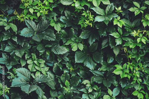 Hedge of big green leaves in spring. Green fence of parthenocissus henryana. Natural background of girlish grapes. Floral texture of parthenocissus inserta. Rich greenery. Plants in botanical garden. photo
