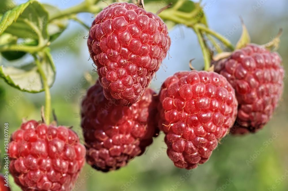 close-up of raspberry branch in the garden in sunny summer day close-up of raspberry branch in the garden in sunny summer day