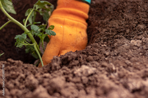 planting a vegetable garden in a raised bed in spring