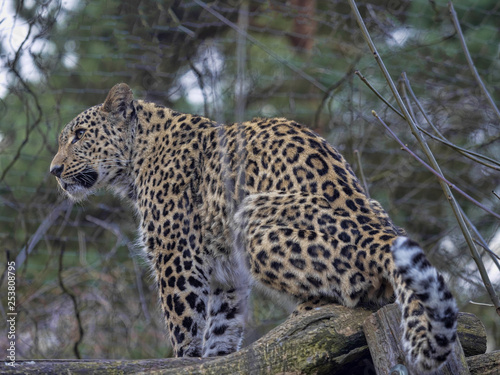 The female Persian Leopard  Panthera pardus saxicolor  sits high on a branch