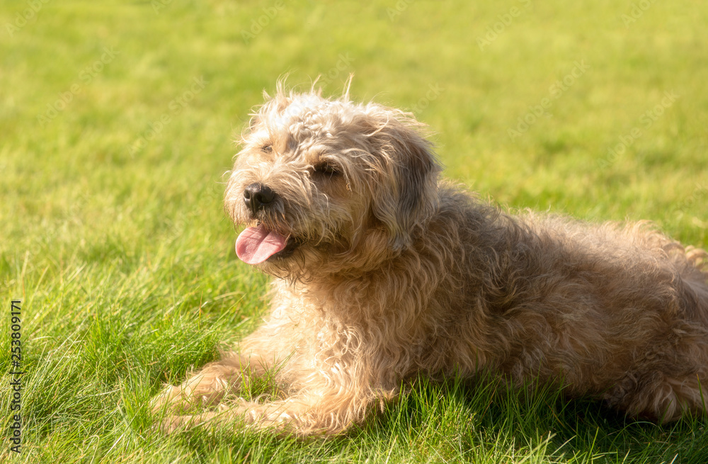 Terrier cross puppy laying on grass
