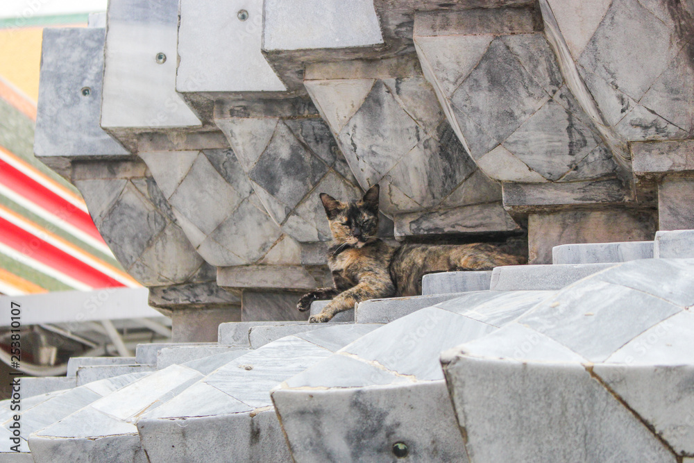 Obraz premium Stray cat gazing at viewer in old temple in Bagnkok, Thailand