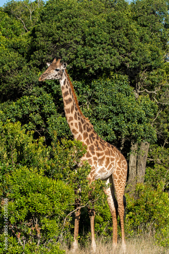 A closeup of Giraffe grazing on green leaves in the plains of Masai Mara national reserve during a wildlife safari