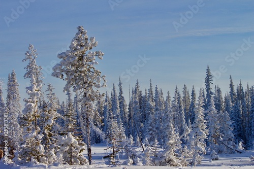 forest in winter