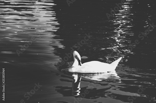 Swan