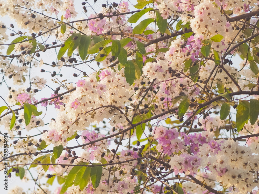 Beautiful Pride of India or Inthanin flower in Thailand blossom on tree ...