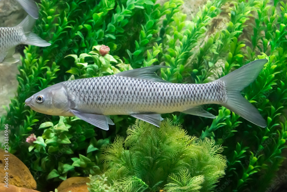 small scale mud carp in aquarium. Wildlife animal.