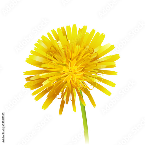 Dandelion officinale flower. Vector realistic icon illustration