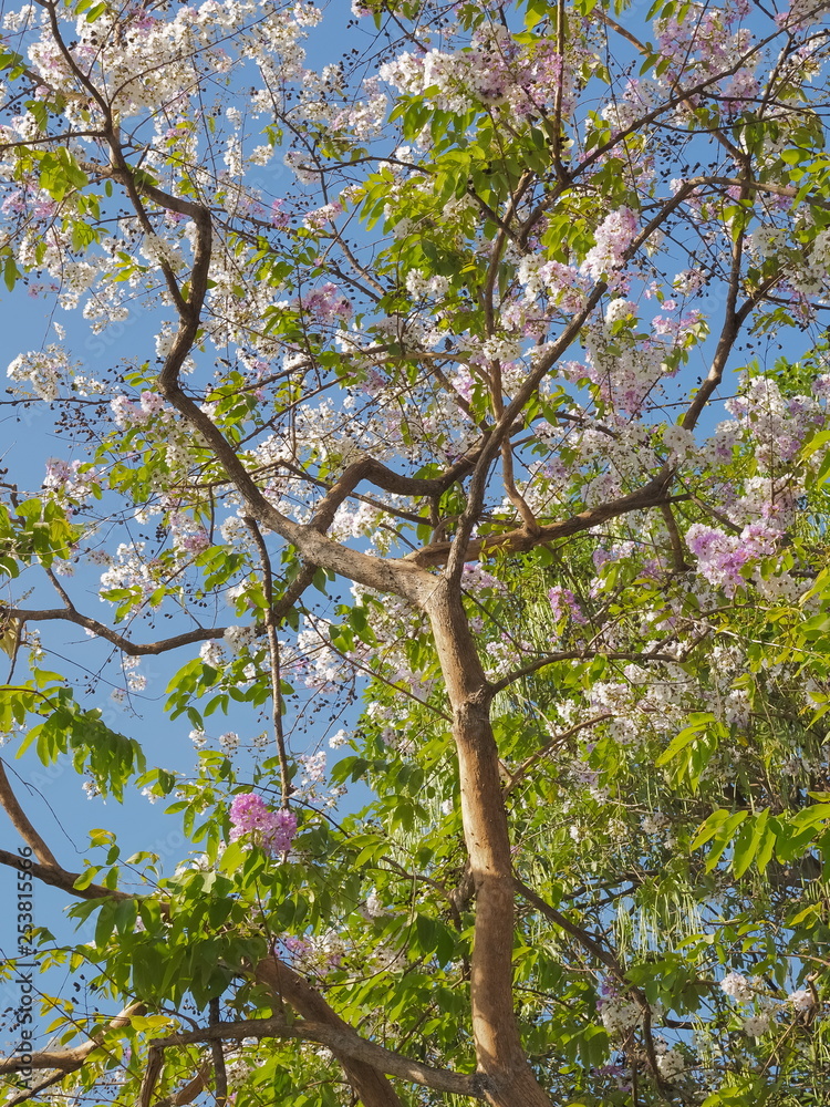 Beautiful Pride of India blossom in tree with blue sky background ...