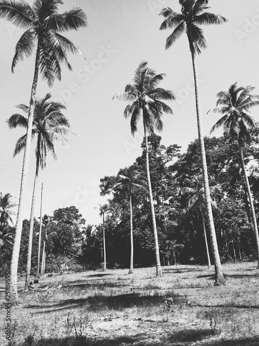 palm trees on the beach © Basree