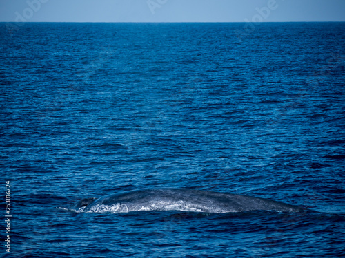 blue whale at Shri Lanka