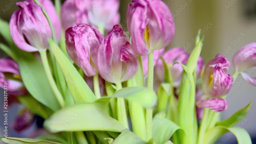 Tilting down closeup shot of a collection of wilted and droopy tulips in a vase with soft focus and shallow depth of field. Tilting down closeup shot of a collection of wilted and droopy tulips in a vase with soft focus and shallow depth of field.