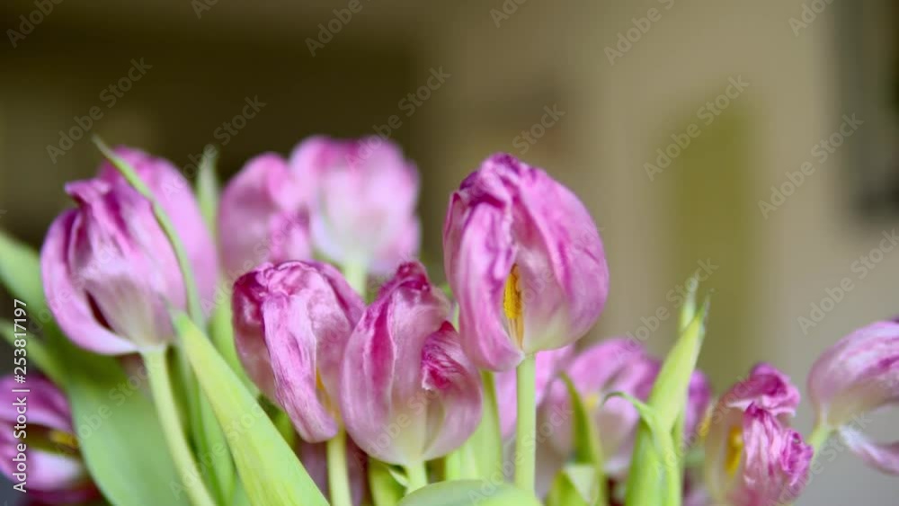 Tilting up closeup shot of a collection of wilted and droopy tulips in a vase with soft focus and shallow depth of field. Tilting up closeup shot of a collection of wilted and droopy tulips in a vase with soft focus and shallow depth of field.