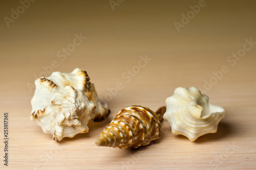 Macro photo of colorful seashells. Three brown and white sea mollusk shells on a light grey table. Exotic and beautiful souvenirs people often buy from tropical locations by the sea.