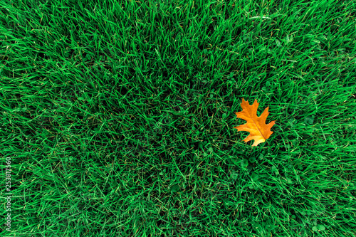 Leaf on green