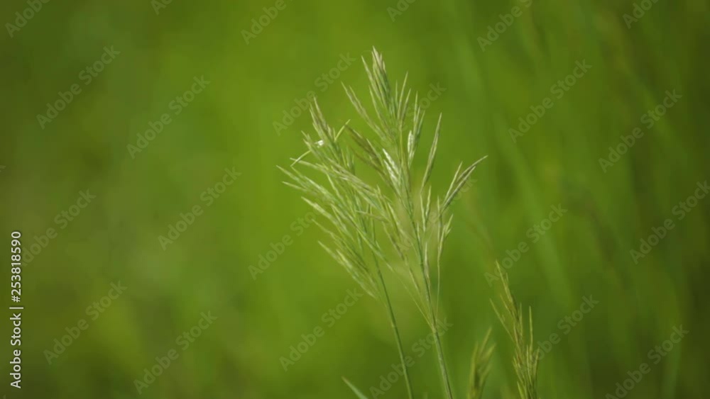 Close up of a beautiful green plant. Close up of a beautiful green plant.