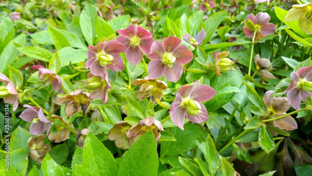 Blumenbeet mit vielen pink und gelb blühenden Blumen Blumenbeet mit vielen pink und gelb blühenden Blumen
