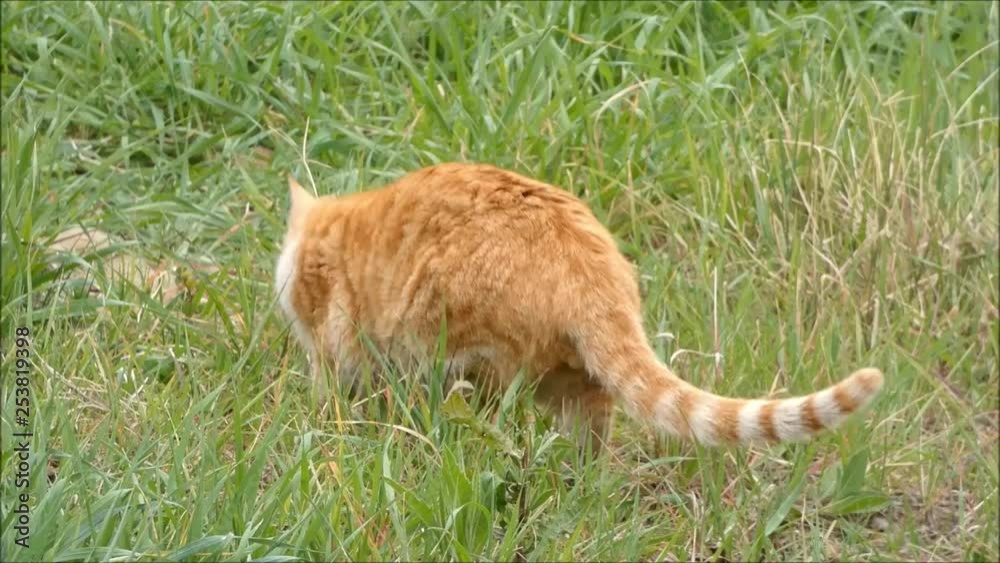 Male ginger cat foraging in tall grass in Andalusian winter sunshine Male ginger cat foraging in tall grass in Andalusian winter sunshine