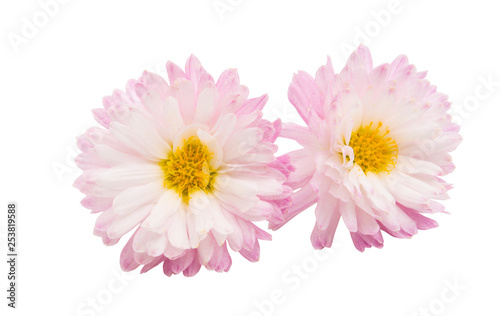 chrysanthemum isolated