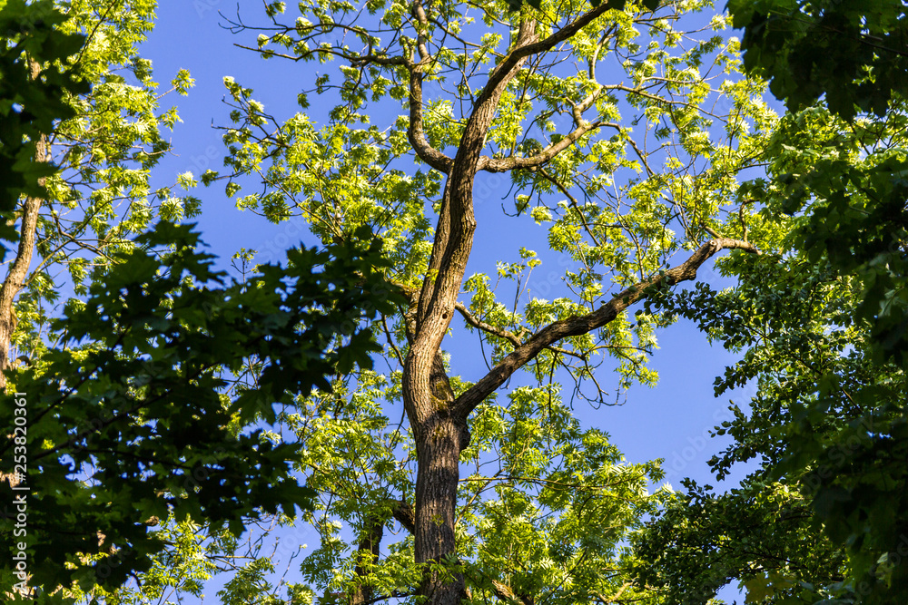 Fototapeta premium Baum vor blauem Himmel mit Spechthöhle