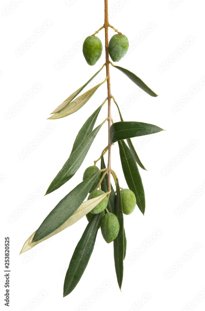 olive branch isolated