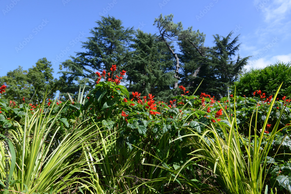Salvia splendens in Batumi seafront garden Salvia splendens in Batumi seafront garden