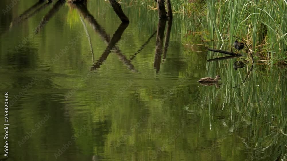 Beautiful Lake Elizabeth located in the Otway Ranges Rain Forest National Park, Victoria Australia. Common wood duck swims across the still reflective lake. PAN RIGHT Beautiful Lake Elizabeth located in the Otway Ranges Rain Forest National Park, Victoria Australia. Common wood duck swims across the still reflective lake. PAN RIGHT