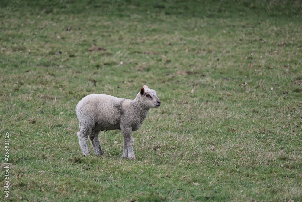Obraz premium Agneau