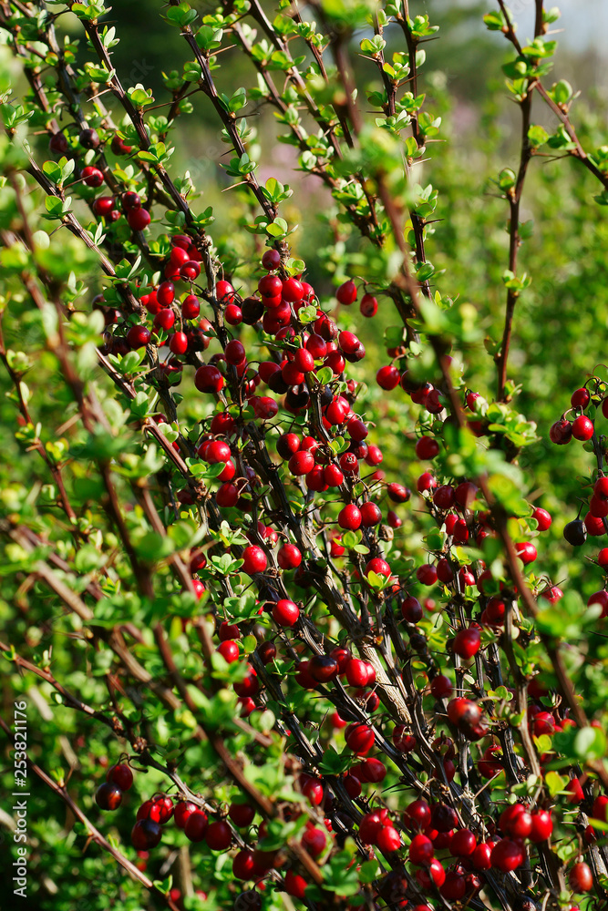 Berberis thunbergii Erecta - barberry fruit Berberis thunbergii Erecta - barberry fruit