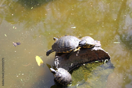 Schildkröten mit Jungtieren im Wasser
