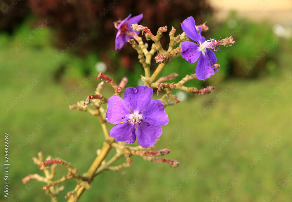 Royal Purple Princess Flowers with Water Droplets on Easter Island, Chile, South America