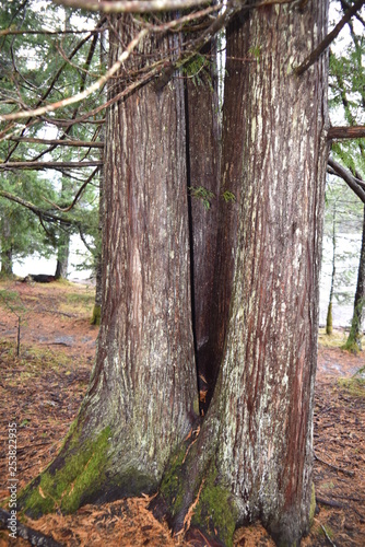 Washington  U.S.A. October 19  2017. Olympic National Park Moments in Time Trail.  Peaceful footpath through moss-covered pine trees  ferns  stumps  and rich autumn colors alongside Lake Crescent.