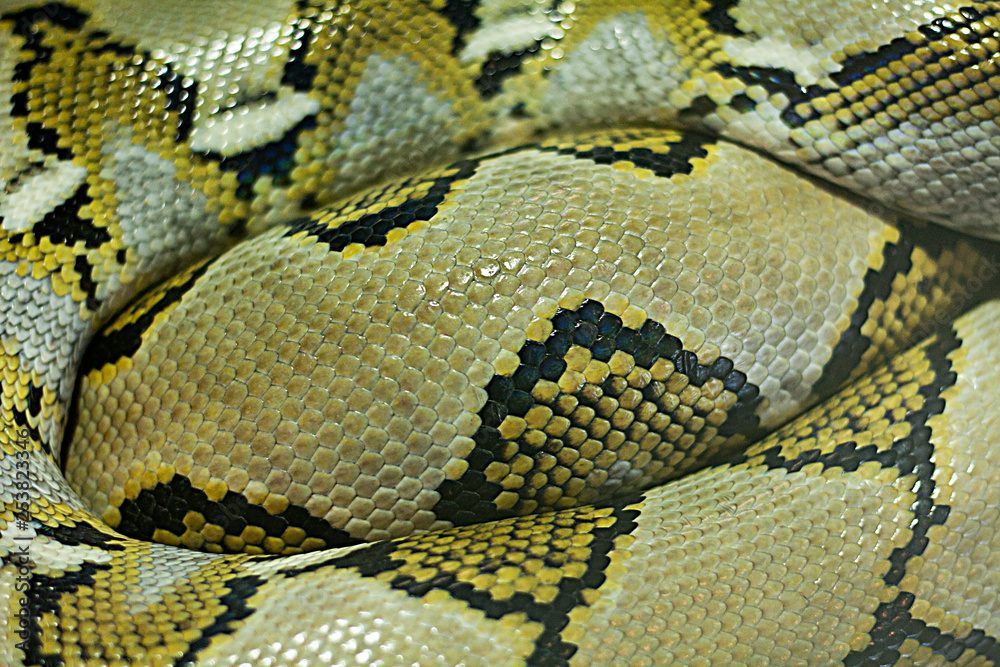 Scales of a snake. close-up Snake curled. Scales of a snake. close-up Snake curled.