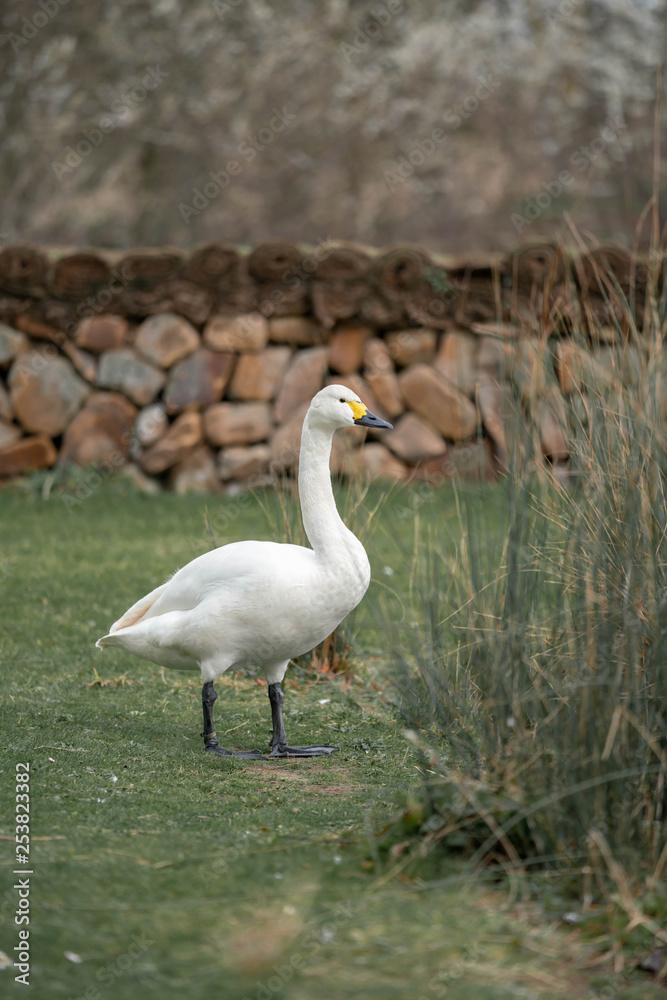Naklejka premium pair of white geese