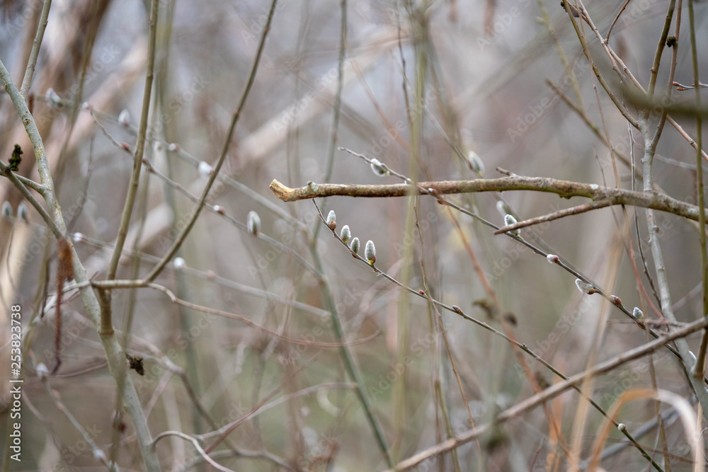 Fototapeta premium willow in the forest
