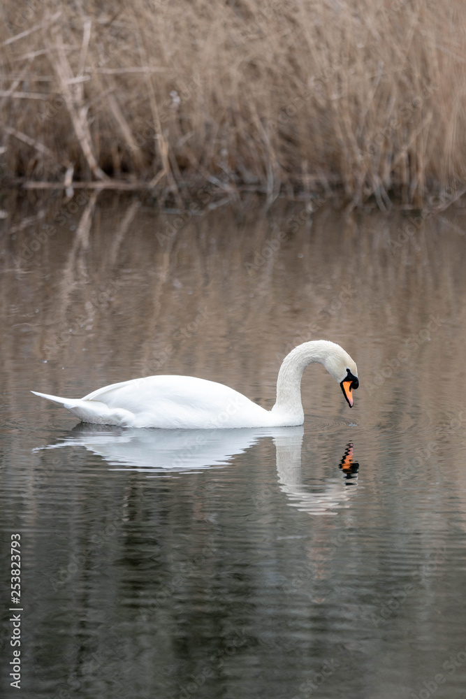 Fototapeta premium swan on the lake