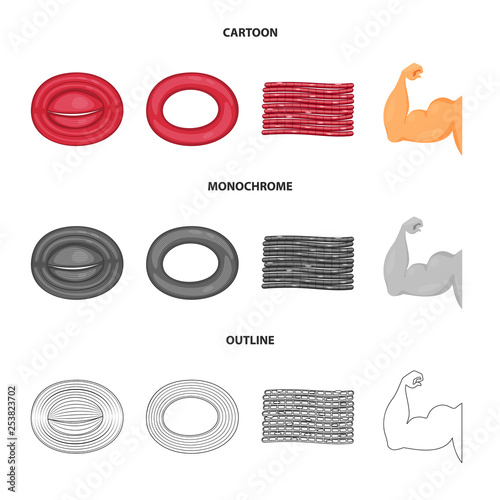 Vector design of fiber and muscular logo. Collection of fiber and body  vector icon for stock.