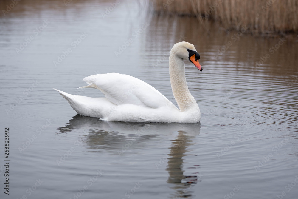 swan on the lake