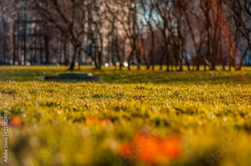 Autumn. Grass field