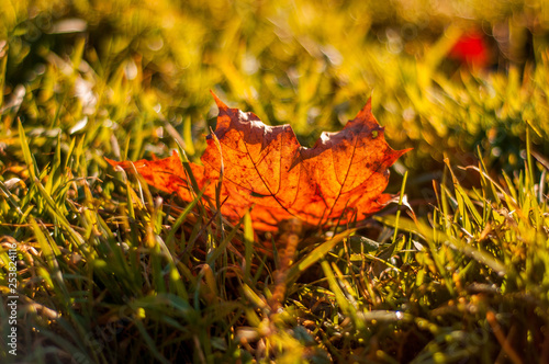 Autumn leaves. Autumn leaves on the grass