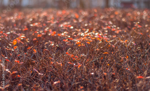Autumn. Bush field 