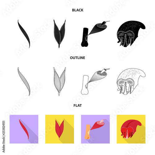 Vector design of fiber and muscular logo. Set of fiber and body  stock vector illustration.