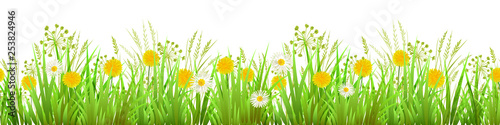 Summer or Spring Green Grass isolated on white background. Long format Seamless Pattern. Border. Yellow dandelions and chamomilie. Vector illustration